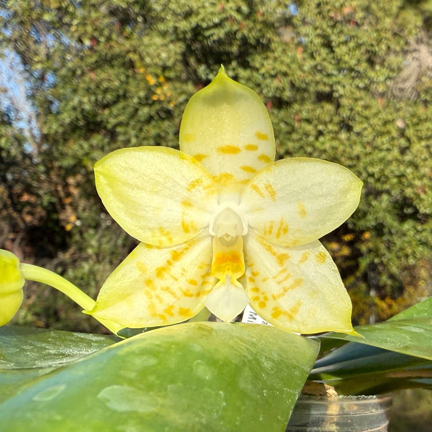 Phalaenopsis Mainshow Happy Bee X Mituo Golden Tiger 241214 Flowering