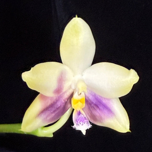 Phalaenopsis (Lioulin Blue Jenny X Yaphon Blue Jewel) 241214