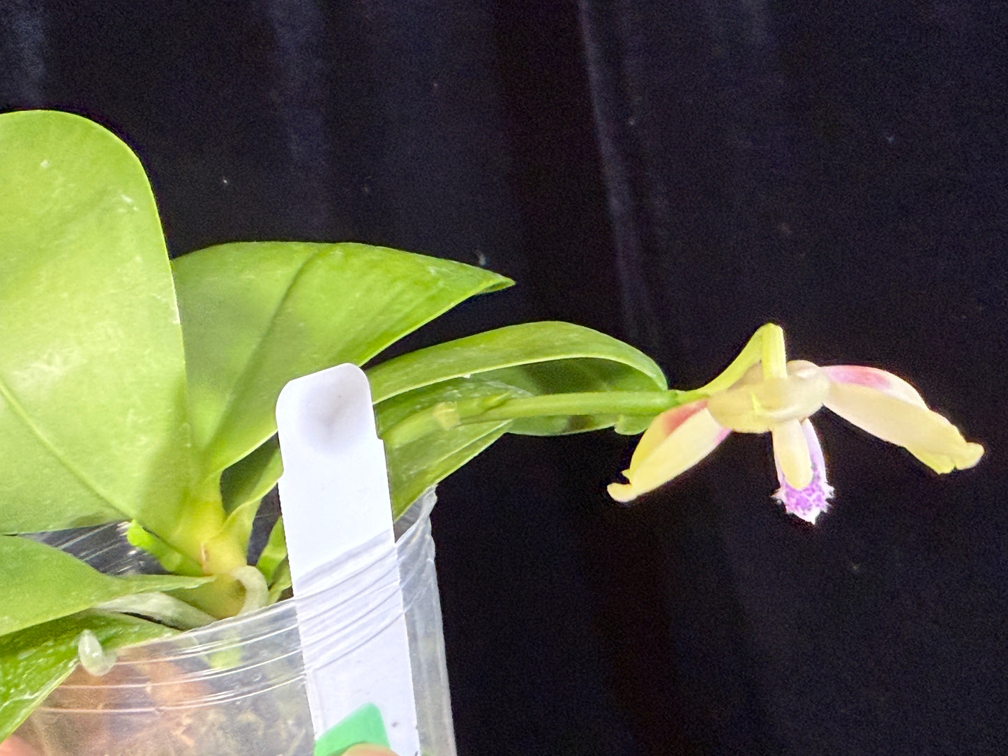 Phalaenopsis (Lioulin Blue Jenny X Yaphon Blue Jewel) 241214 Flowering