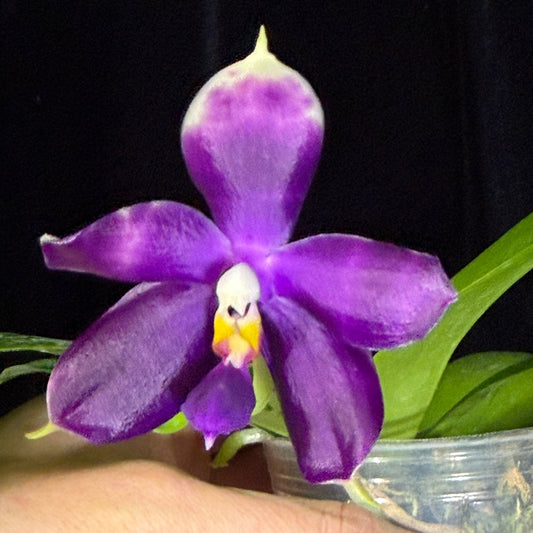 Phalaenopsis (Yaphon Blue Jewel X Lioulin Blue Peacock) 241214 Flowering