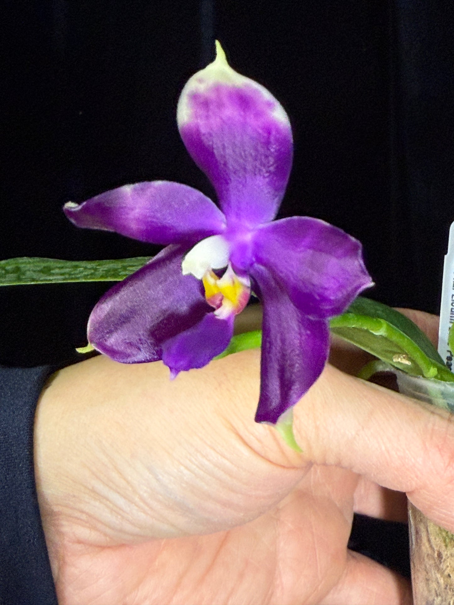 Phalaenopsis (Yaphon Blue Jewel X Lioulin Blue Peacock)