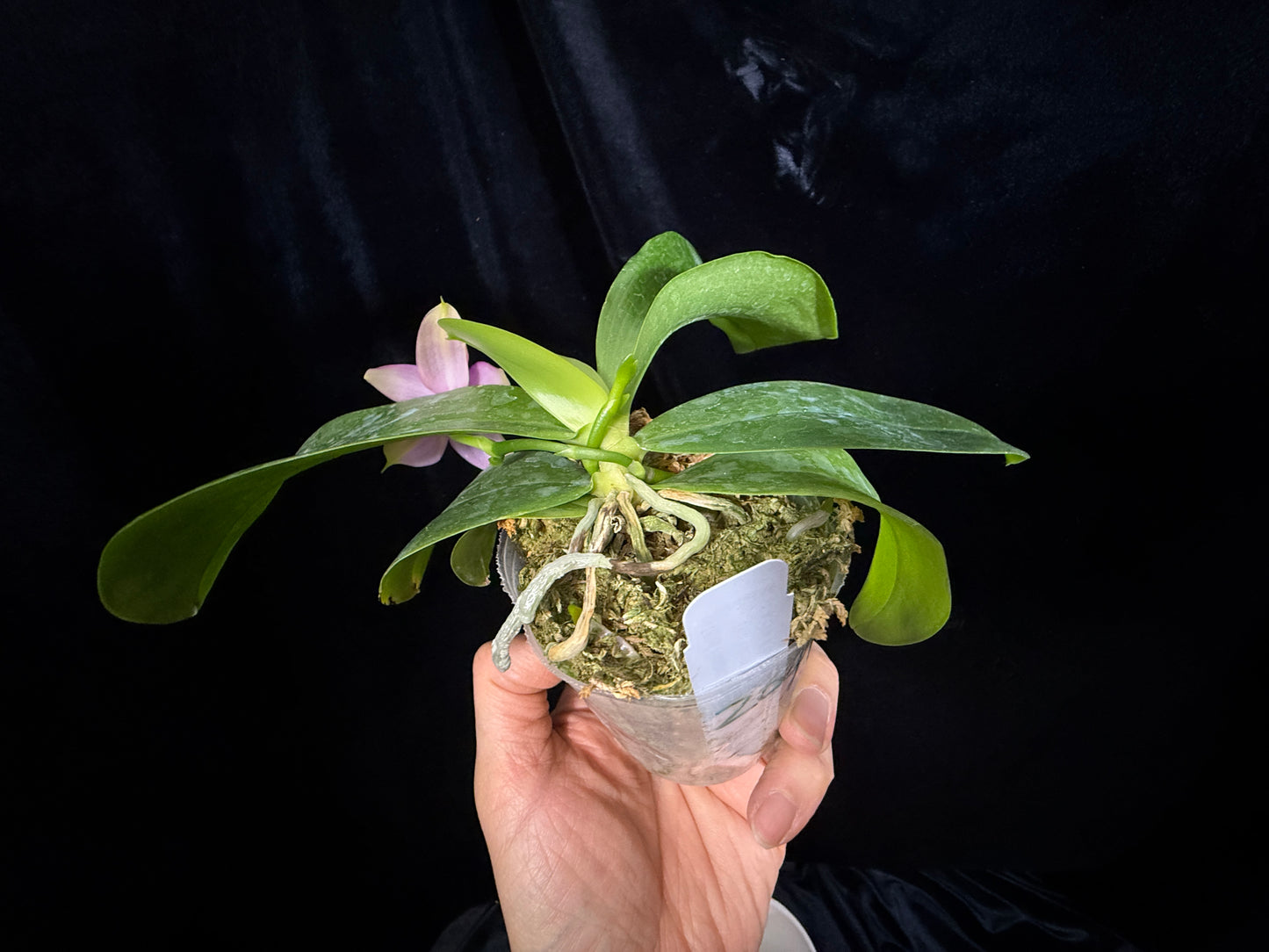 Phalaenopsis FANGtastic News 241214 Flowering