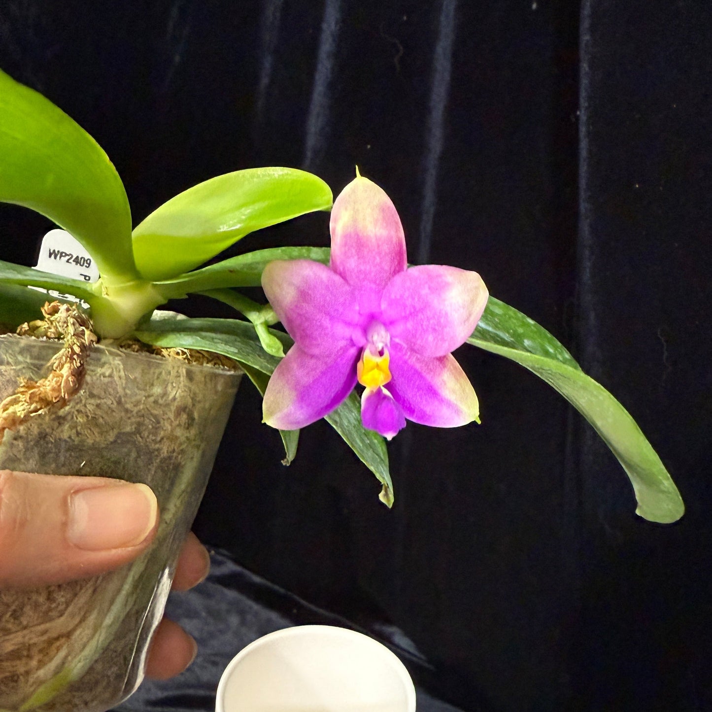 Phalaenopsis FANGtastic News 241214 Flowering