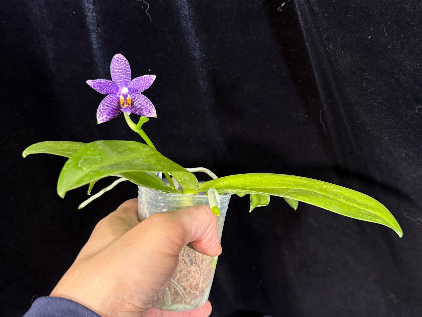 Phalaenopsis (Lioulin Blue Bee X Lioulin Blue Pheasant) 241214 Flowering