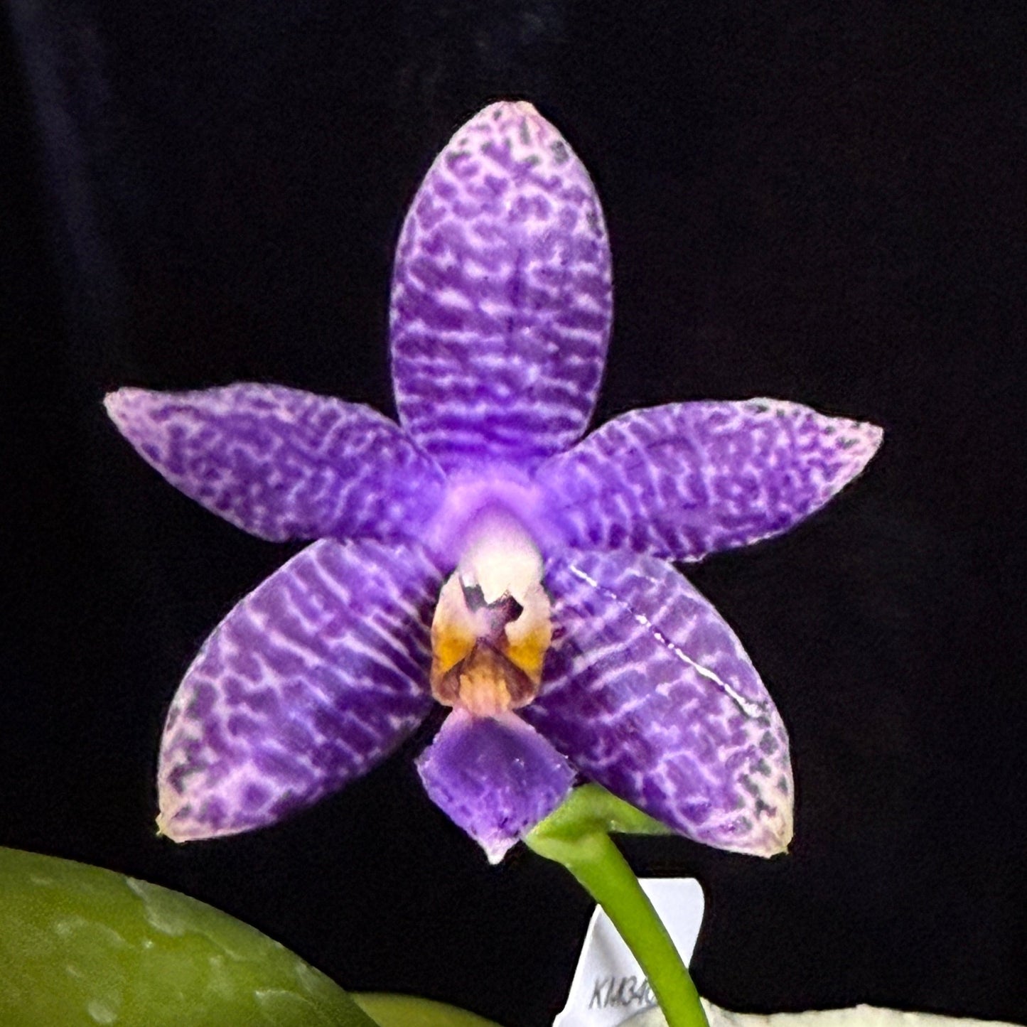 Phalaenopsis (Lioulin Blue Bee X Lioulin Blue Pheasant) 241214 Flowering