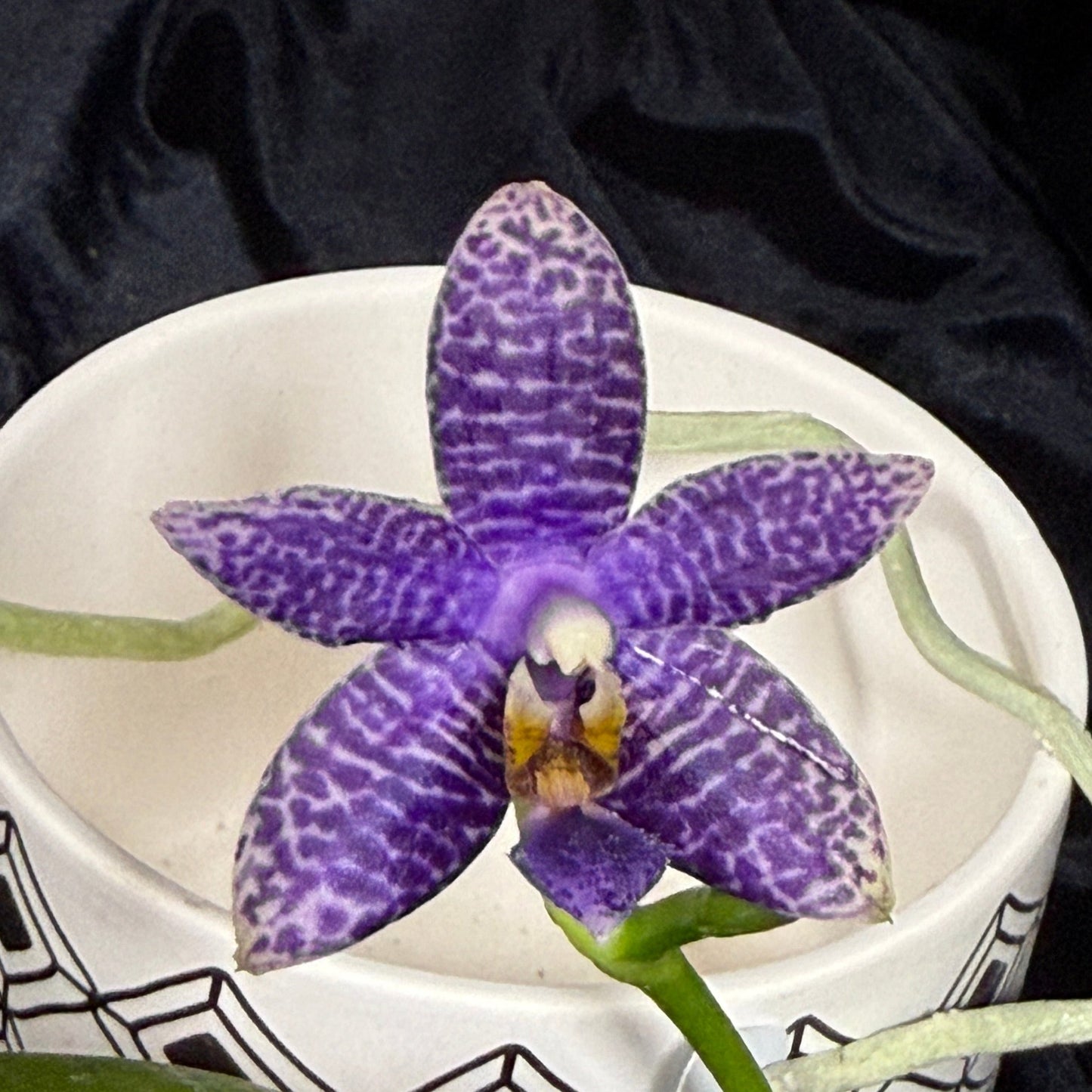 Phalaenopsis (Lioulin Blue Bee X Lioulin Blue Pheasant) 241214 Flowering