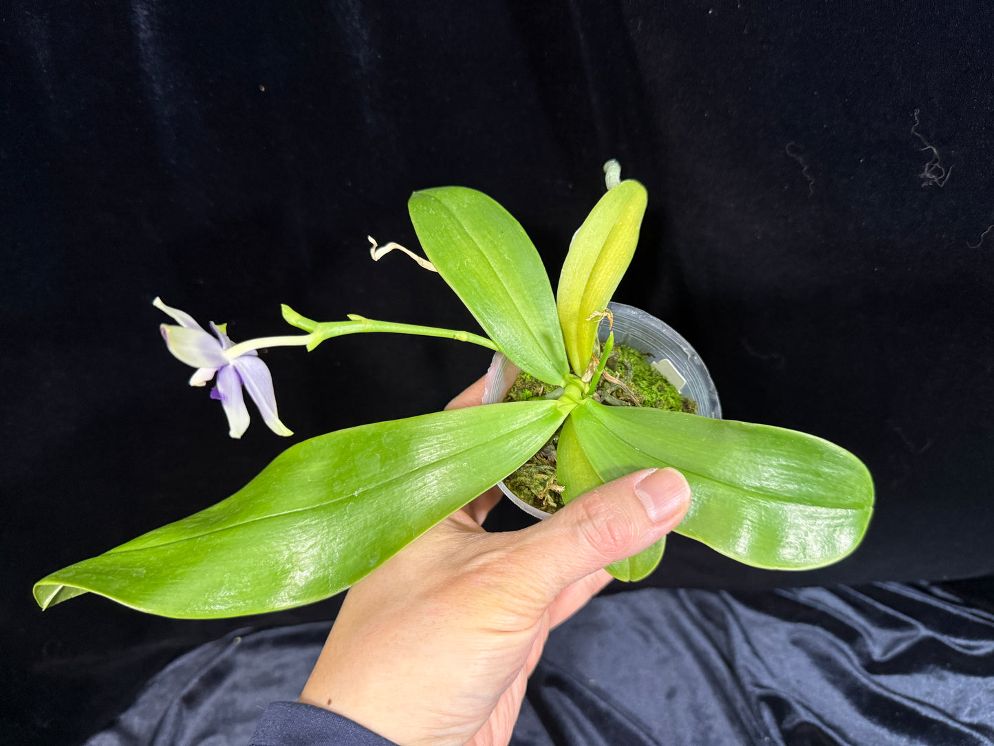 Phalaenopsis LL Blue Parrot 241214 Flowering