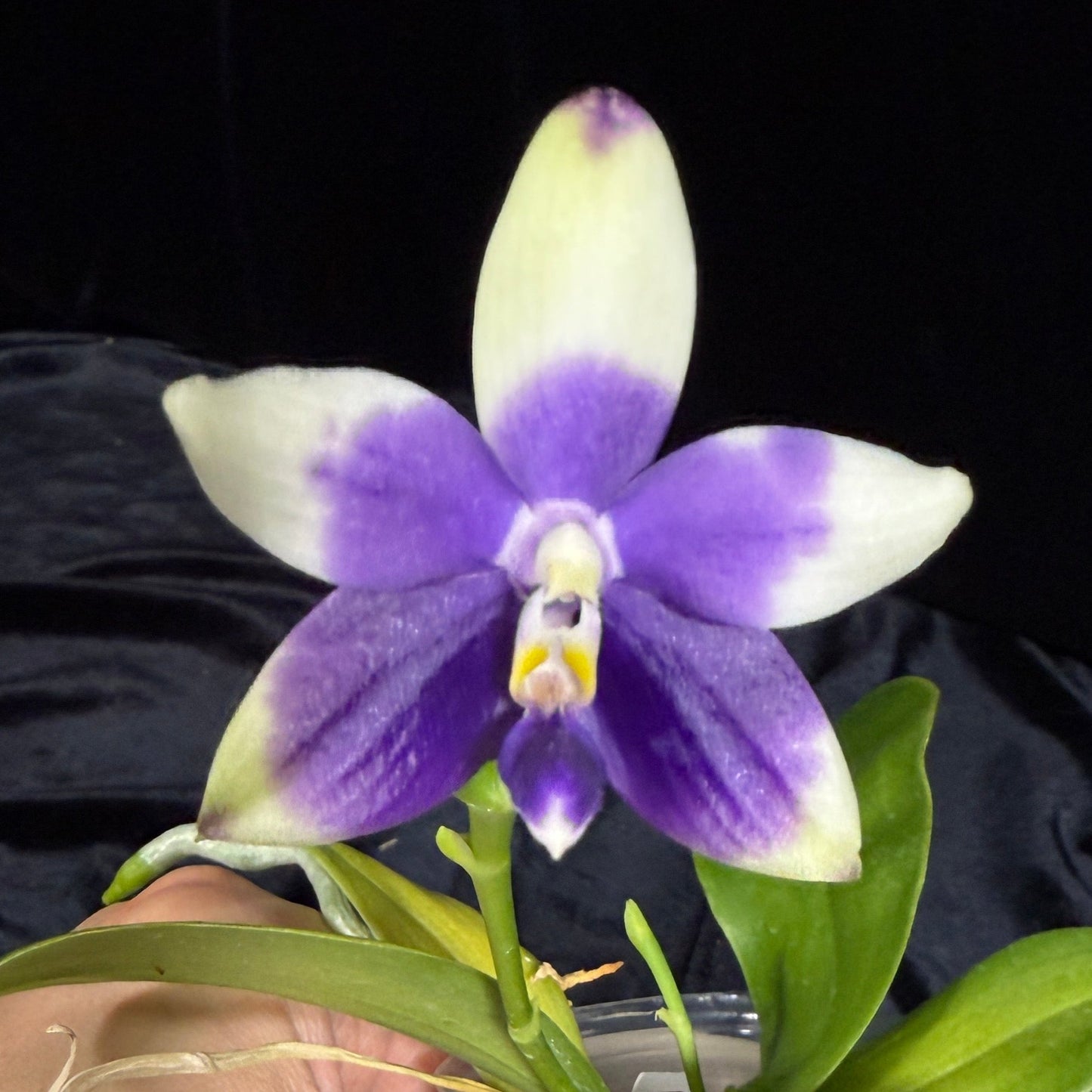 Phalaenopsis LL Blue Parrot 241214 Flowering