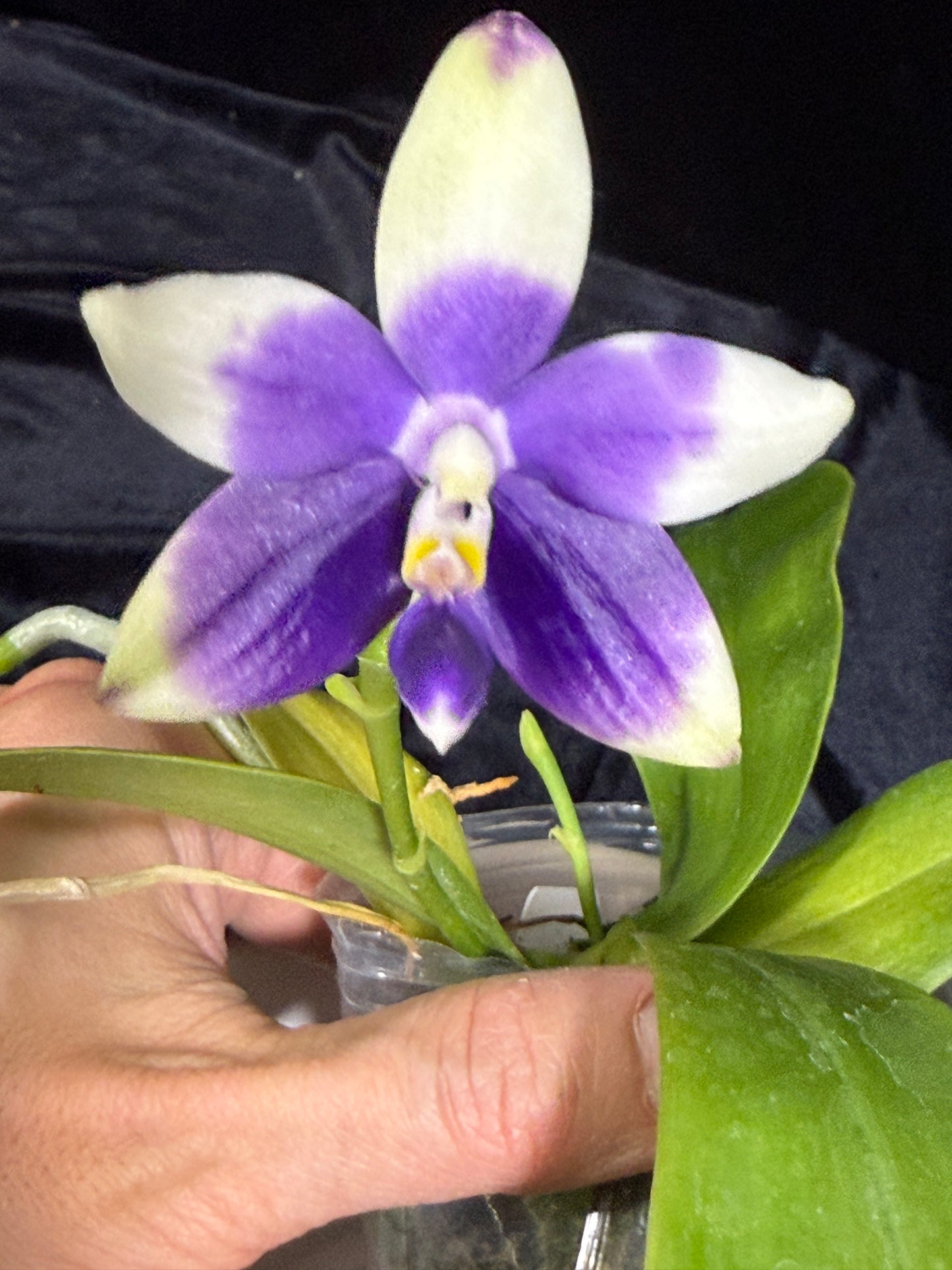 Phalaenopsis LL Blue Parrot 241214 Flowering