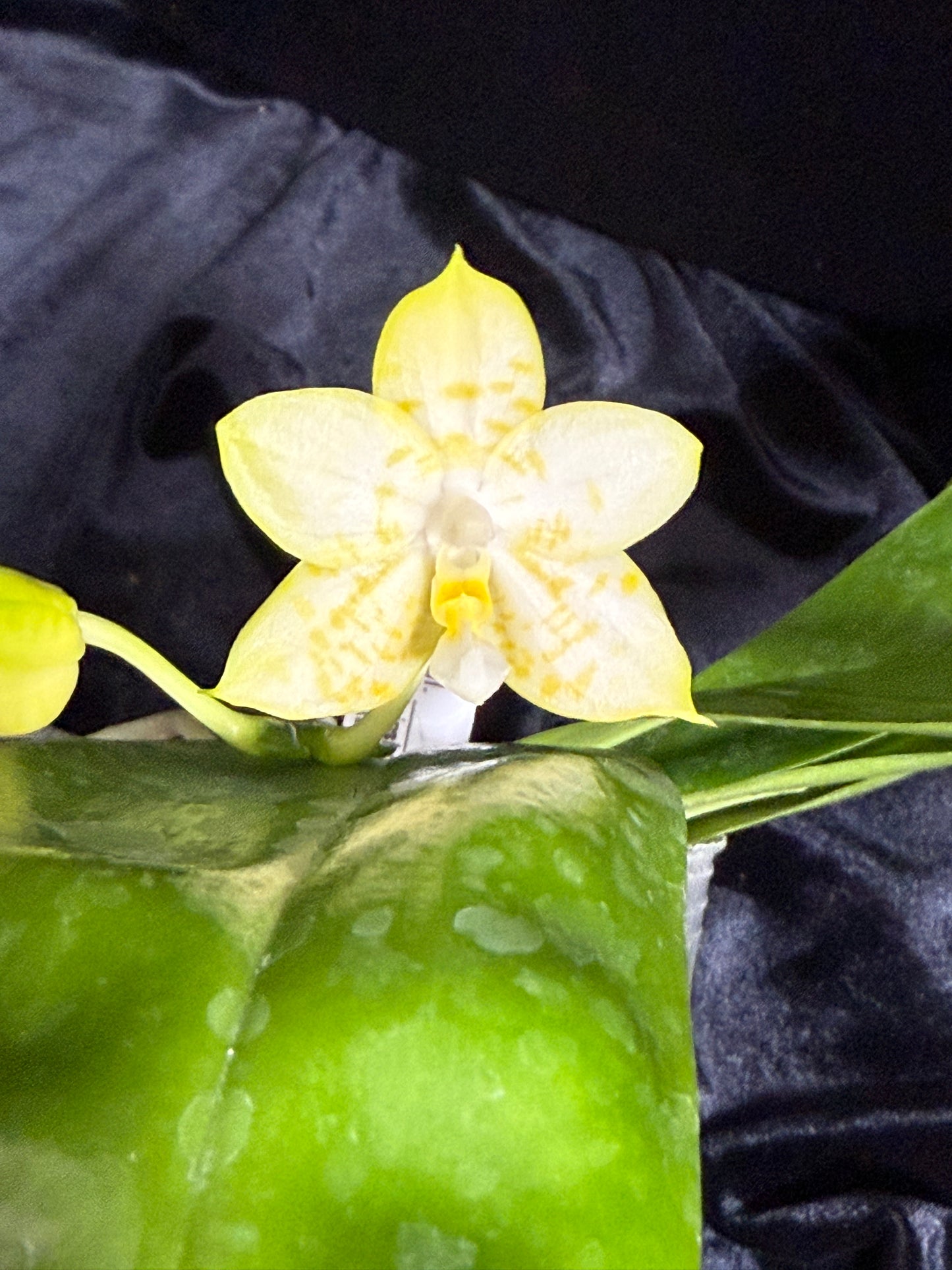 Phalaenopsis Mainshow Happy Bee X Mituo Golden Tiger 241214 Flowering