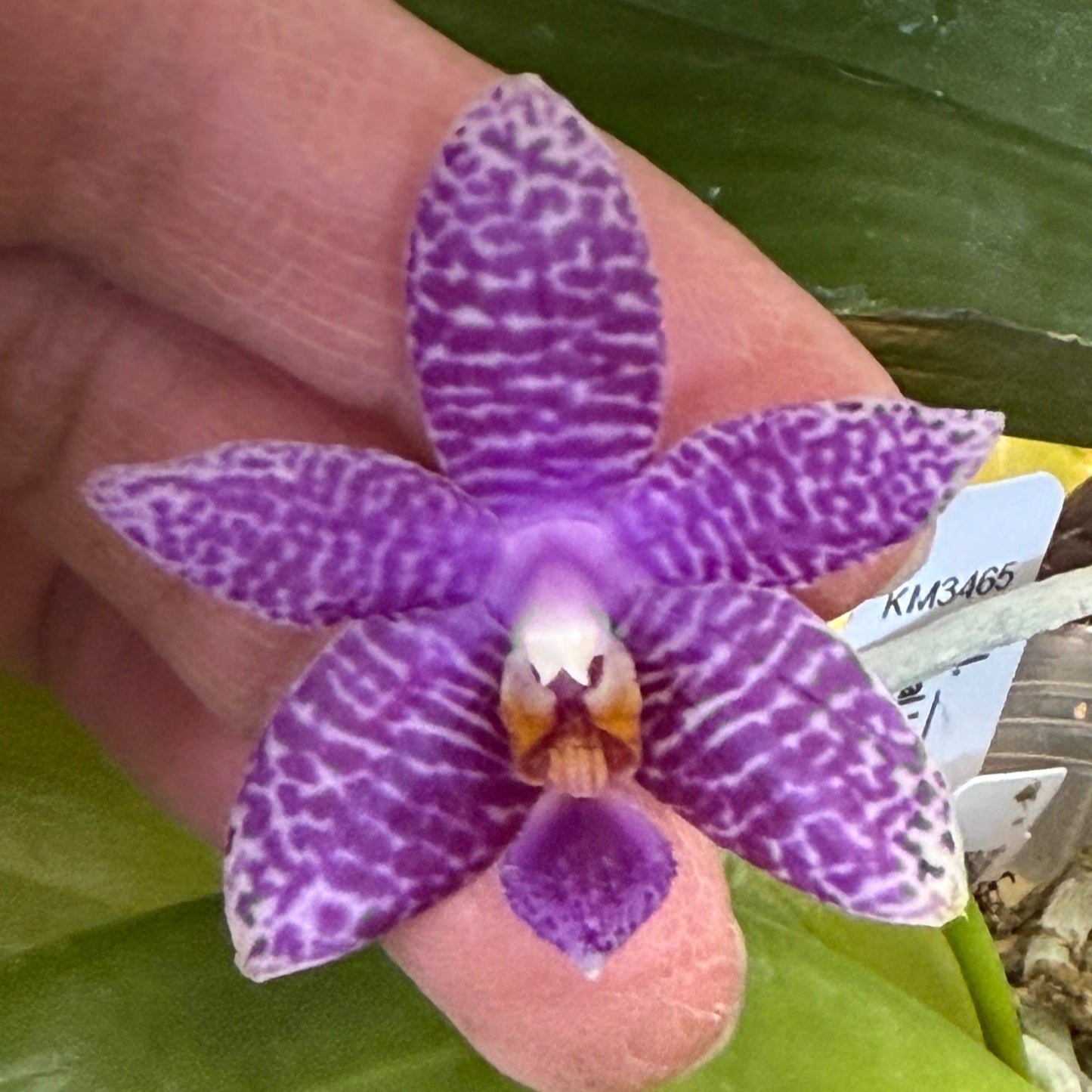 Phalaenopsis (Lioulin Blue Bee X Lioulin Blue Pheasant) 241214 Flowering