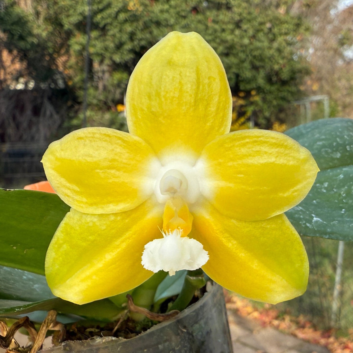 Phalaenopsis Zheng Min Gold 241215 Flowering