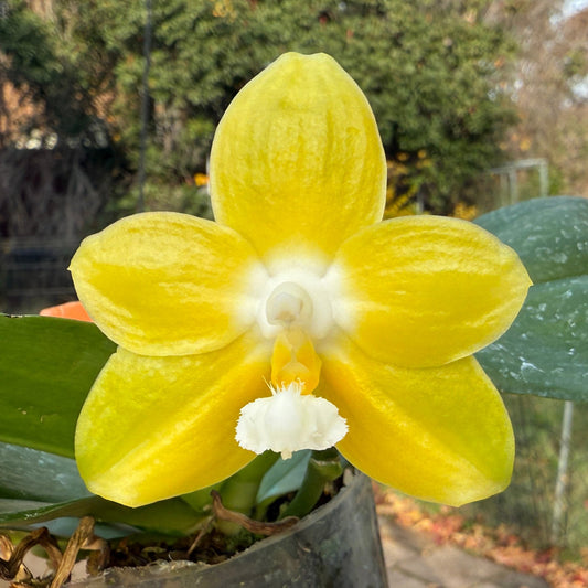 Phalaenopsis Zheng Min Gold 241215 Flowering