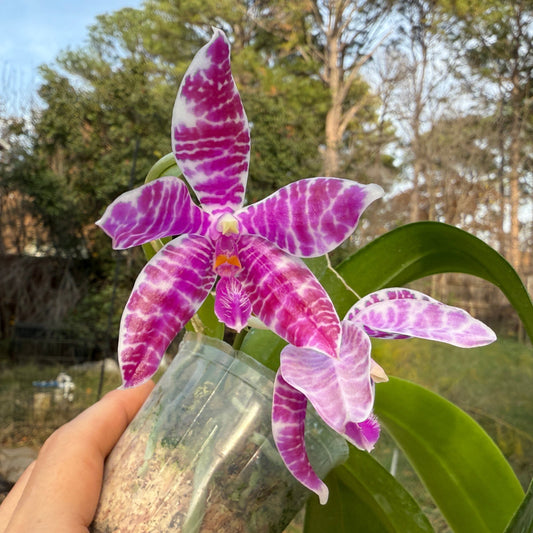 Phalaenopsis lueddemanniana (Leyte) x sib 13-1 Flowering