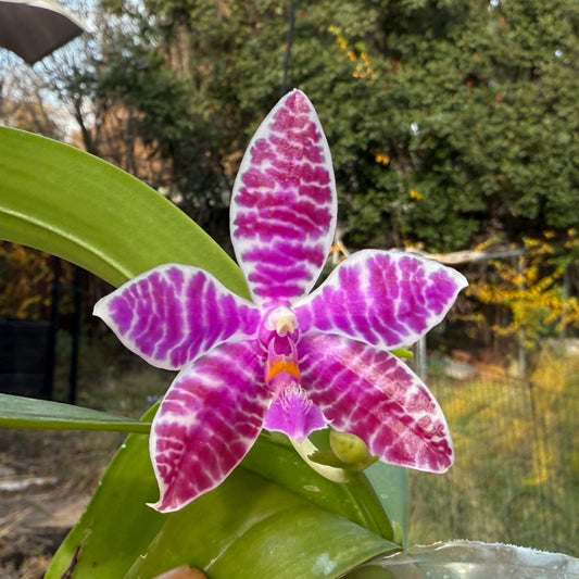 Phalaenopsis lueddemanniana (Leyte) x sib 13-2 Flowering