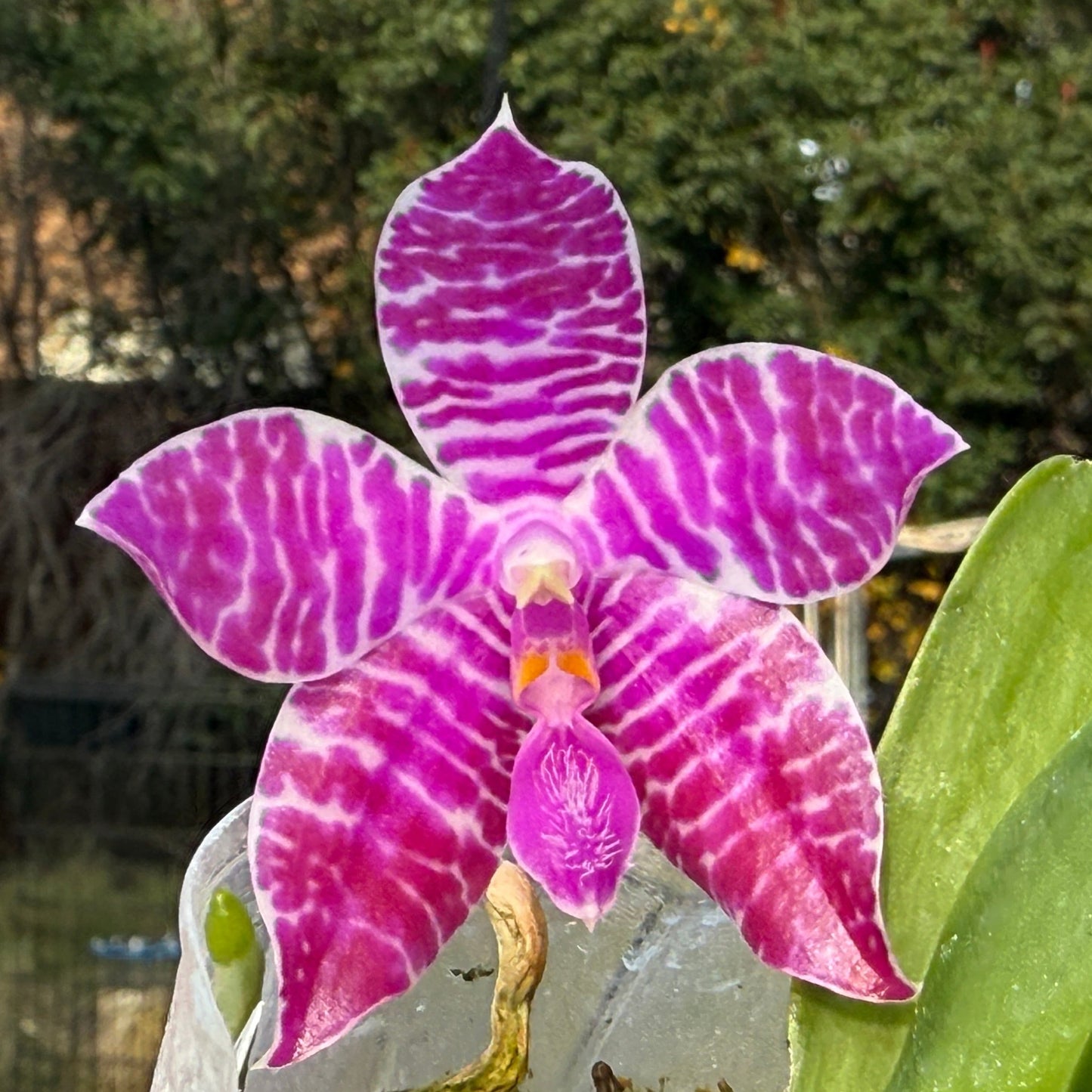 Phalaenopsis lueddemanniana (Leyte) x sib 13-3 Flowering