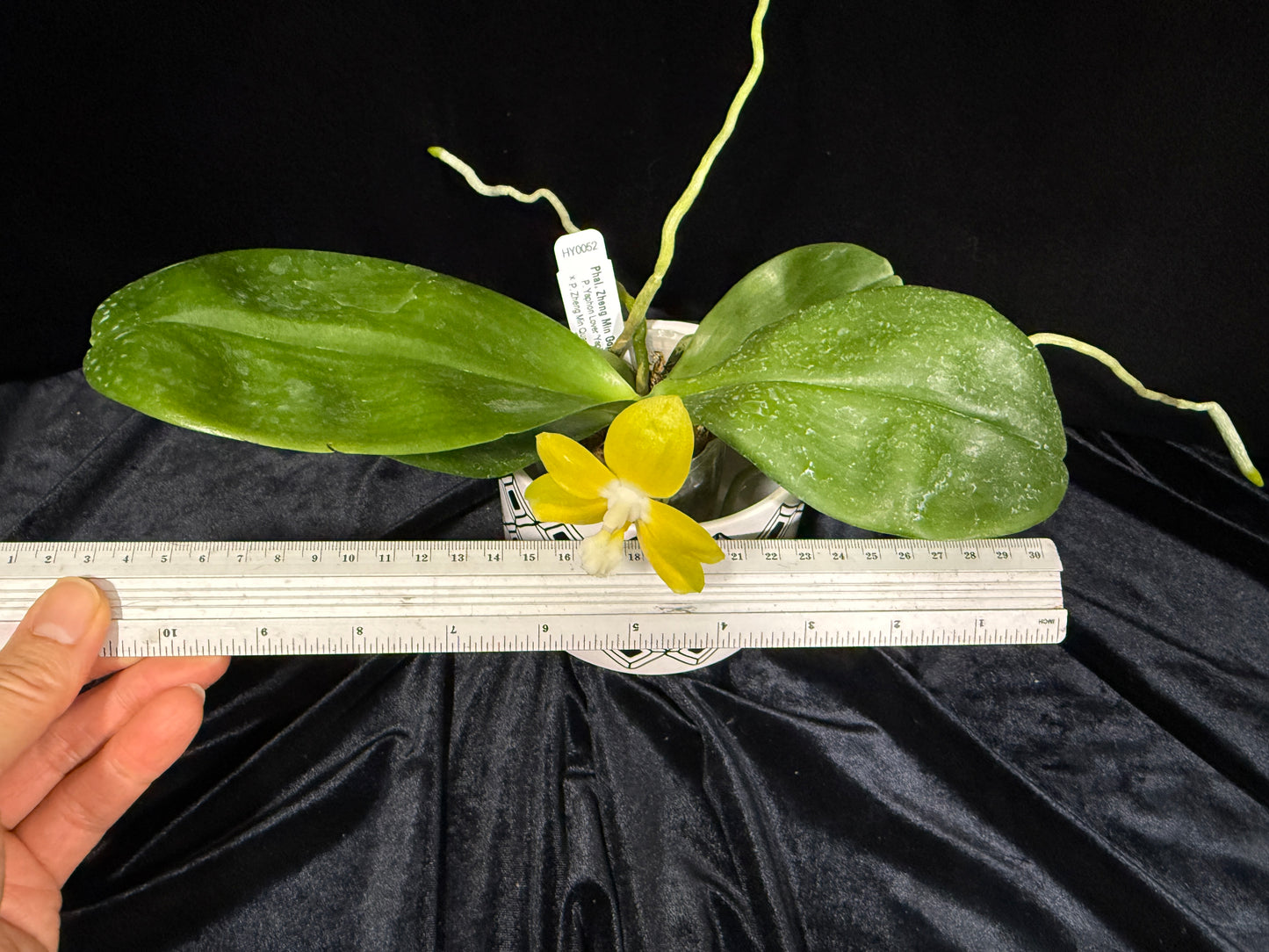 Phalaenopsis Zheng Min Gold 241215 Flowering