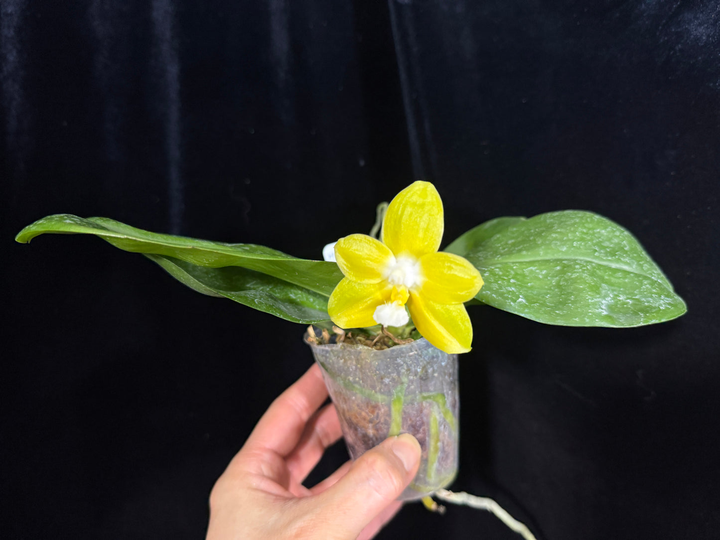 Phalaenopsis Zheng Min Gold 241215 Flowering