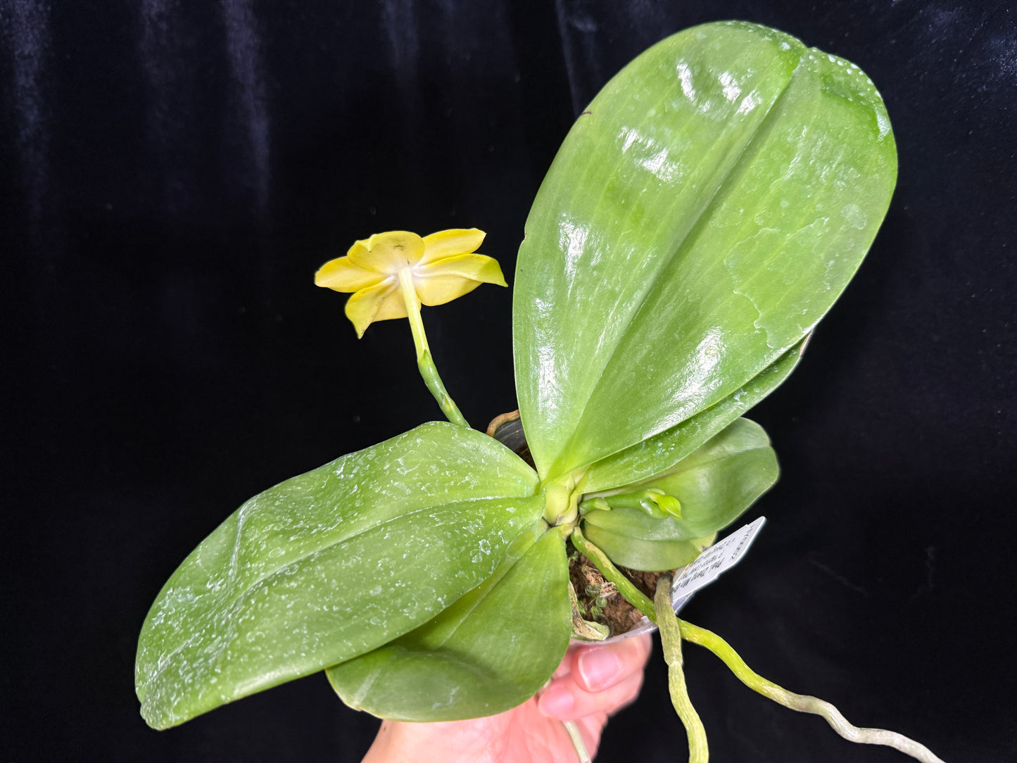 Phalaenopsis Zheng Min Gold 241215 Flowering