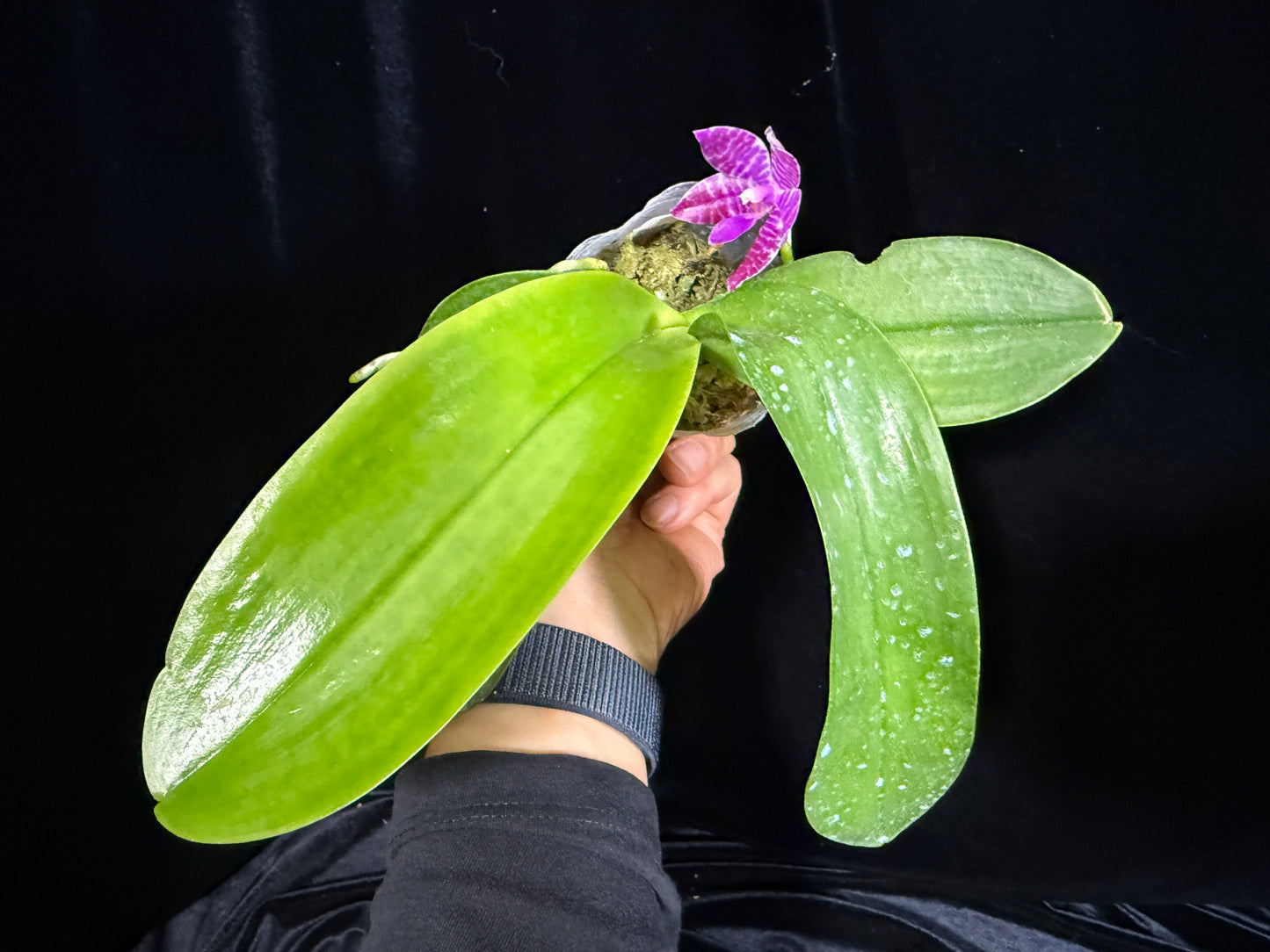 Phalaenopsis lueddemanniana (Leyte) x sib 13-3 Flowering