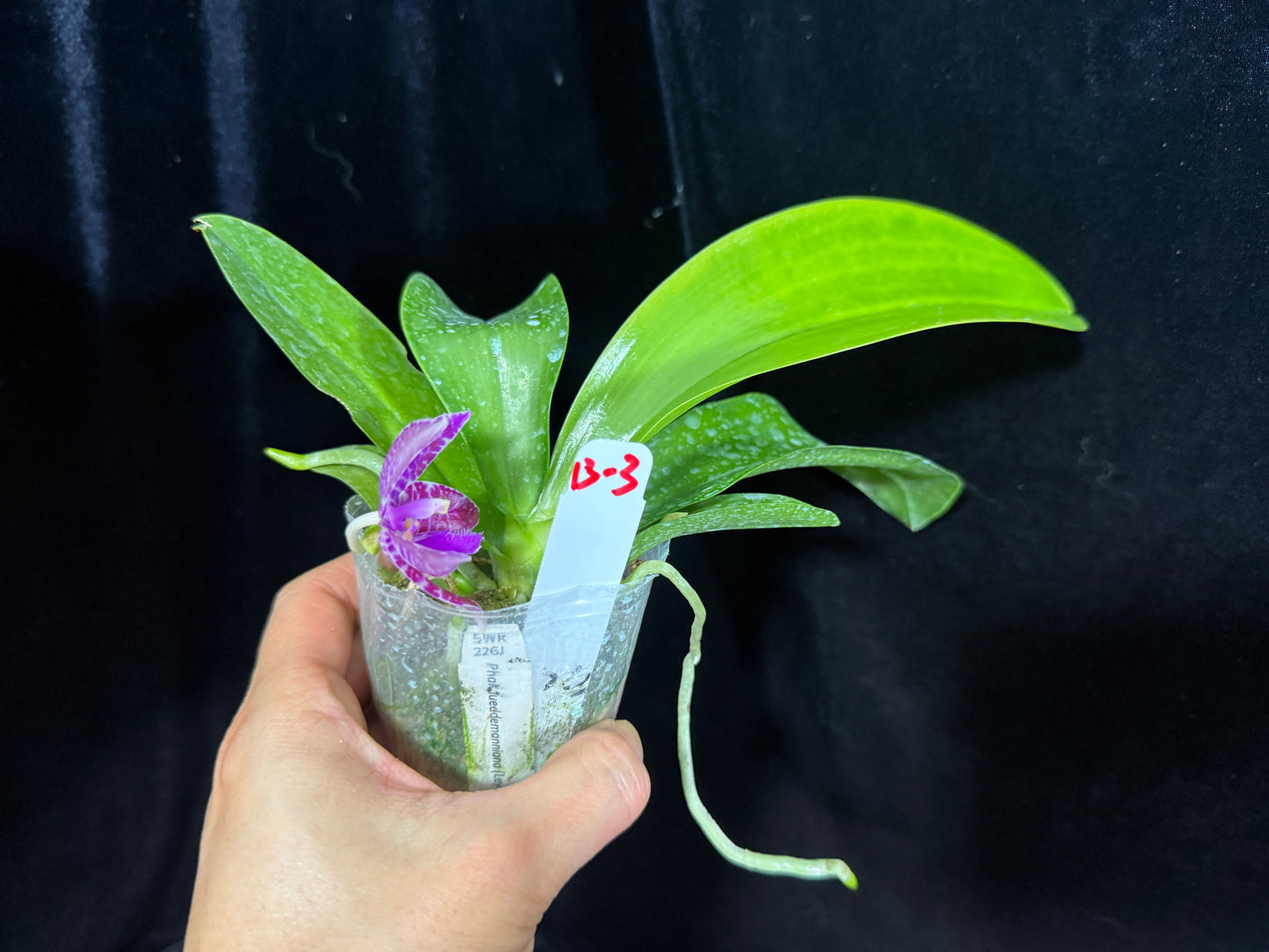 Phalaenopsis lueddemanniana (Leyte) x sib 13-3 Flowering