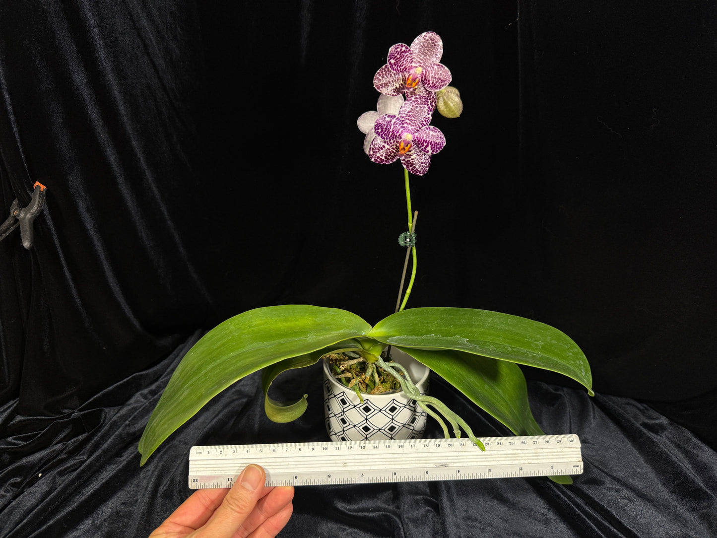 Phalaenopsis LD Gigan Sun 'Peter #2' 241215 Flowering