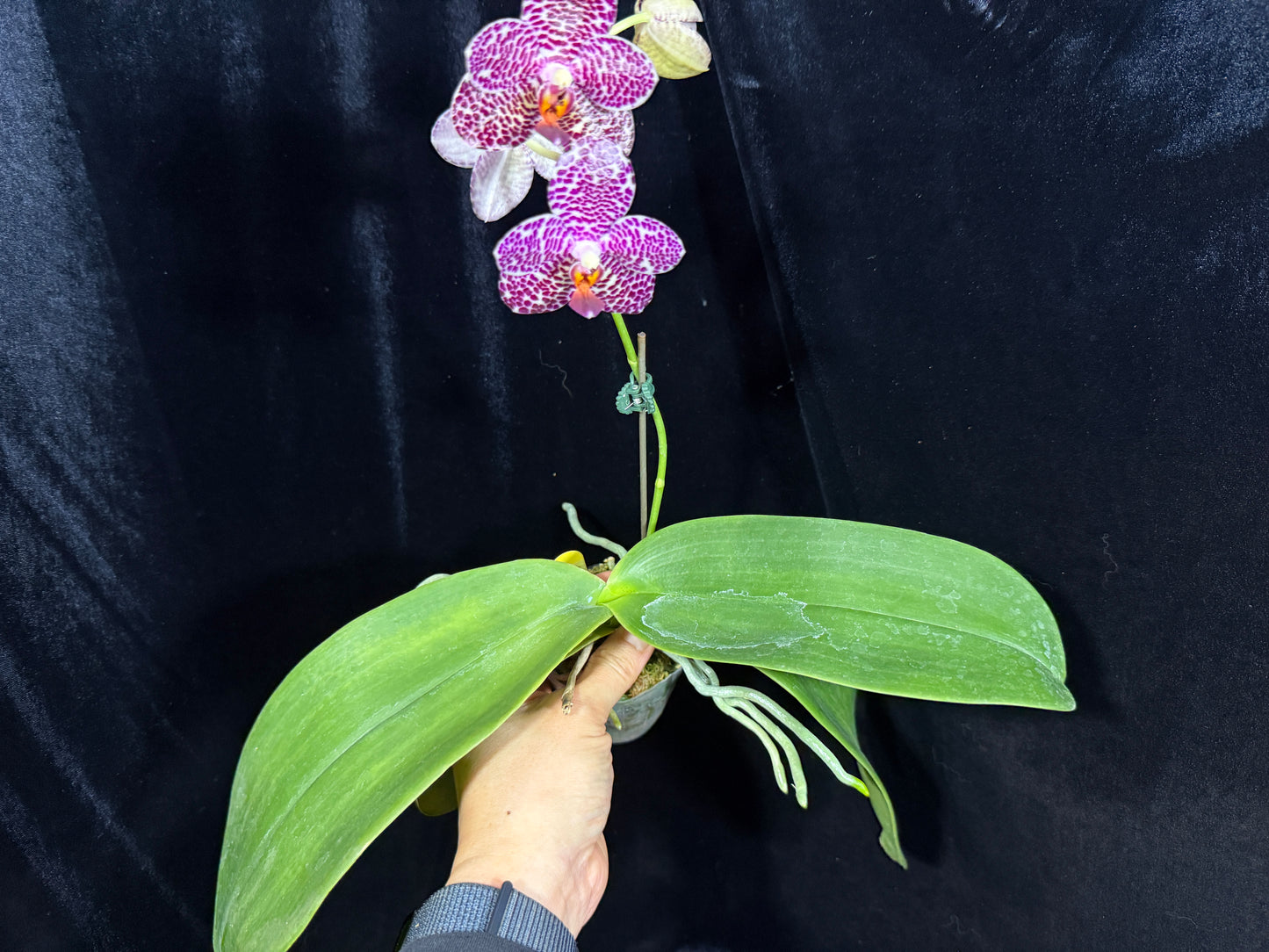 Phalaenopsis LD Gigan Sun 'Peter #2' 241215 Flowering