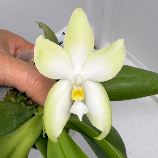 Phalaenopsis bellina var. alba Flowering 250901 Large plant and flower