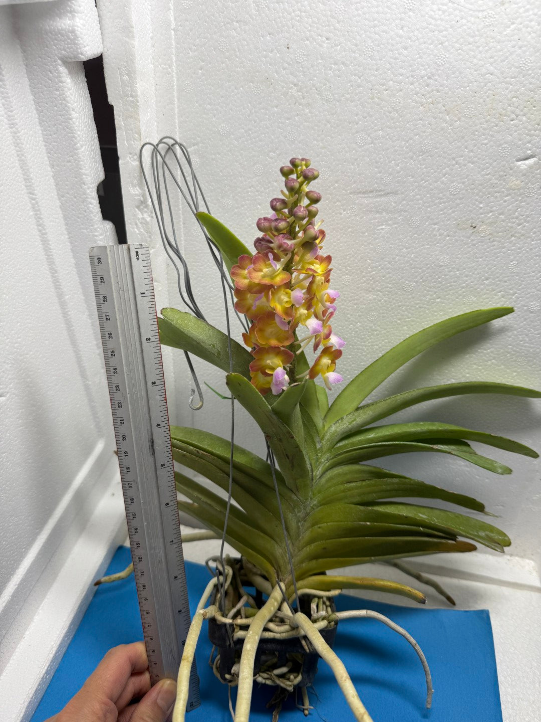 Perreiraara (Prra.) Bangkok Sunset 'M' Budding