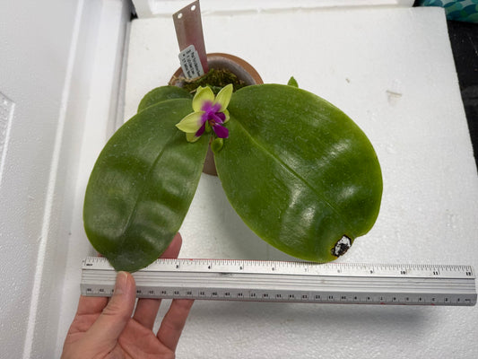 Phalaenopsis Yin's Bellina Queen 'Miro' 250915 Flowering