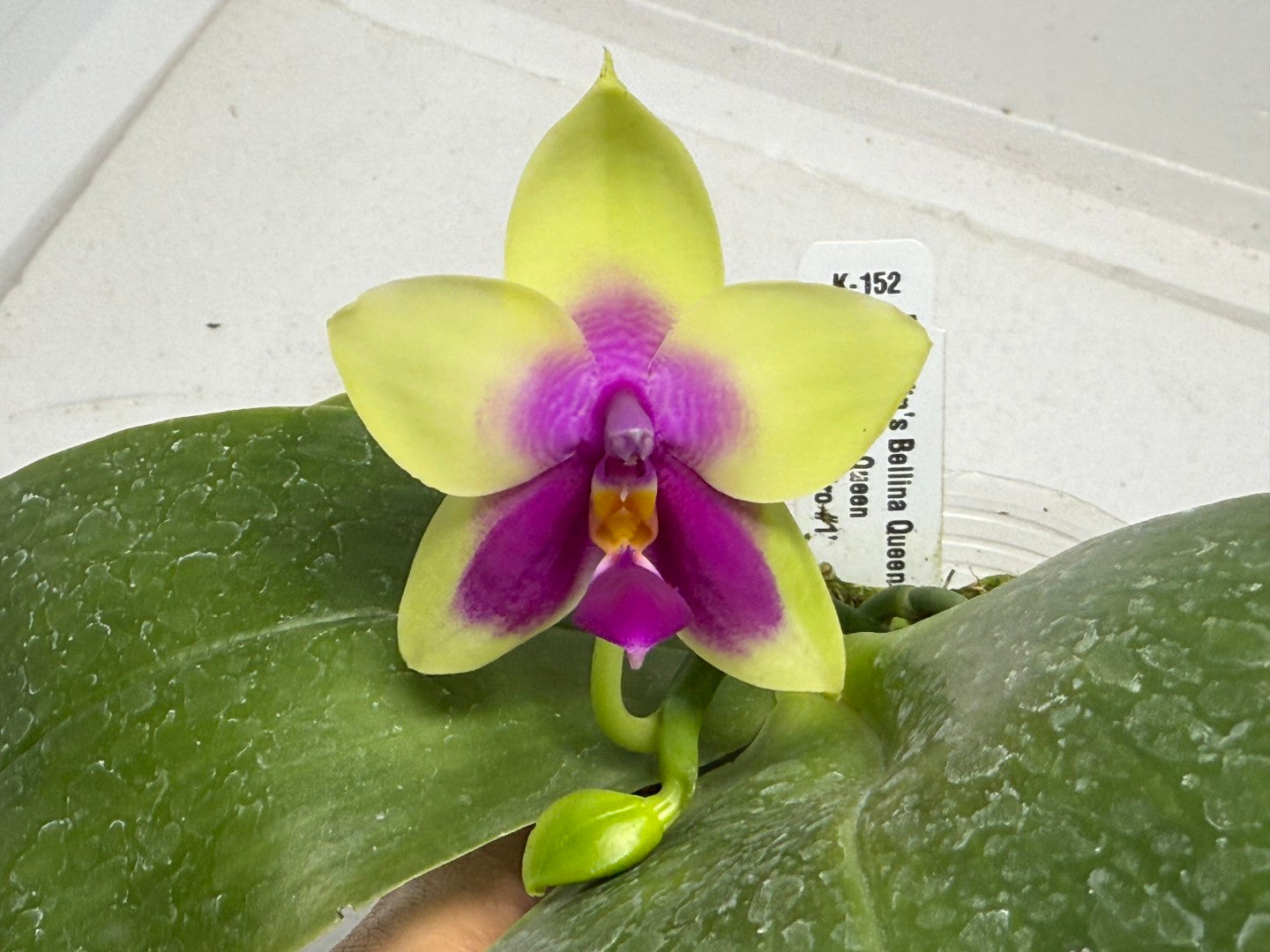 Phalaenopsis Yin's Bellina Queen 'Miro' 250915 Flowering
