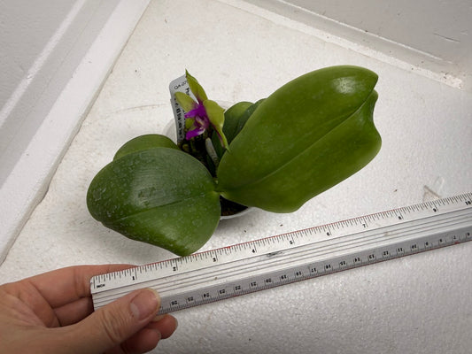 Phalaenopsis Mituo Reflex Dragon x KS Blue Ludde 250917 Flowering