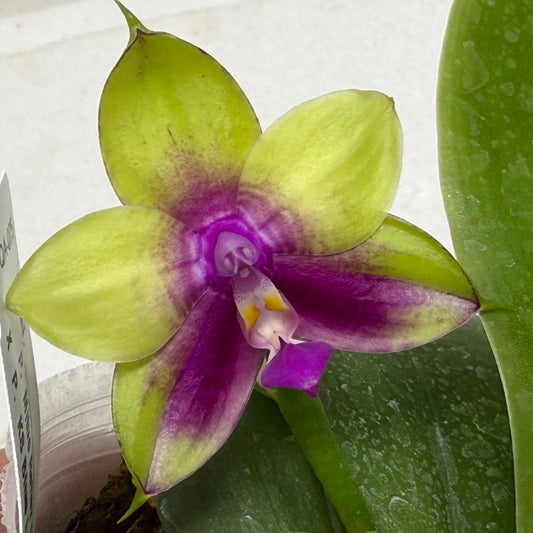 Phalaenopsis Mituo Reflex Dragon x KS Blue Ludde 250917 Flowering