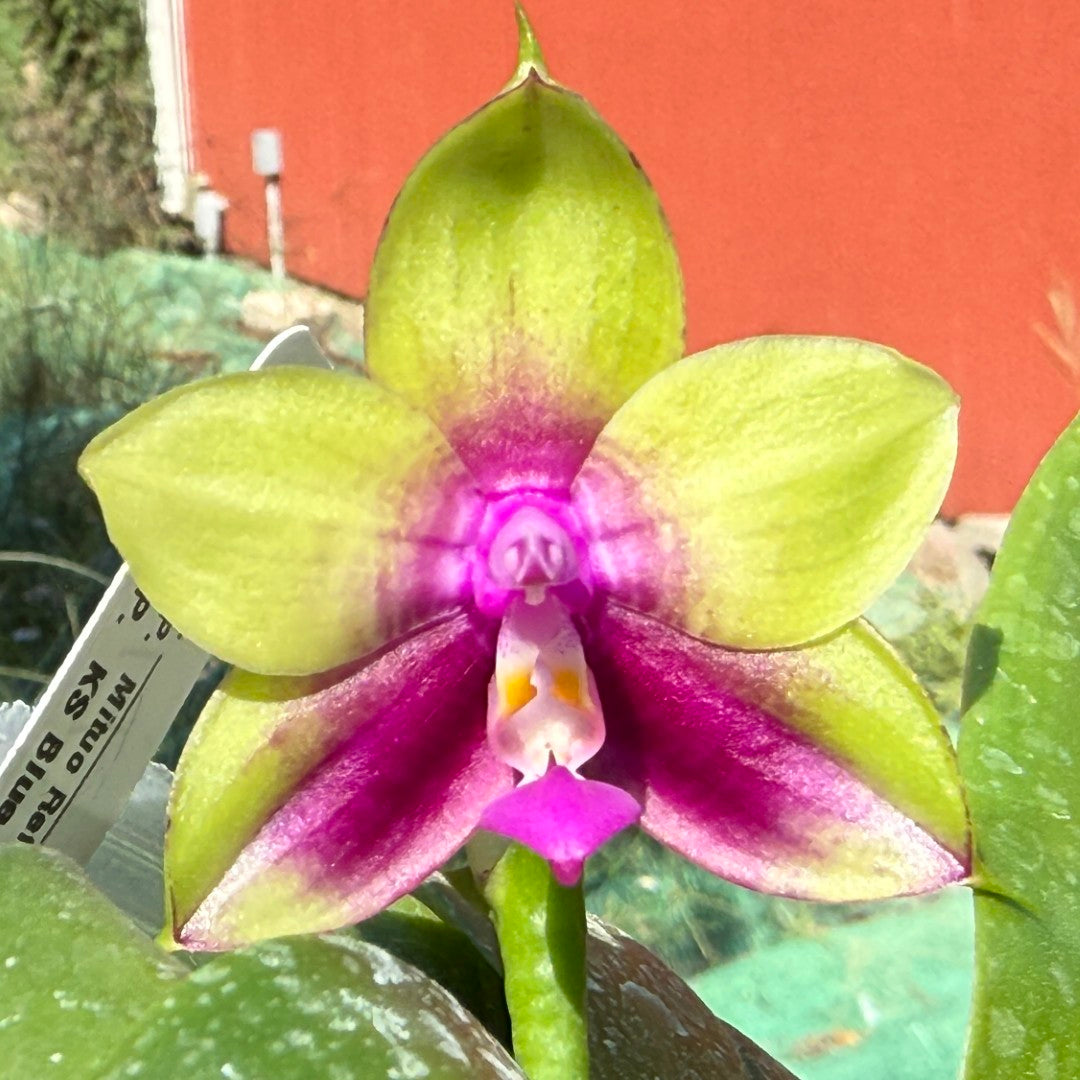 Phalaenopsis Mituo Reflex Dragon x KS Blue Ludde 250917 Flowering
