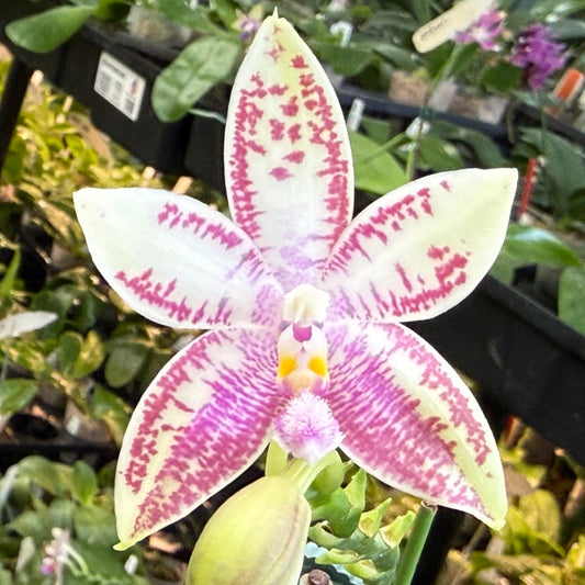 Phalaenopsis SWR Wild Champagne 'Do Sun'