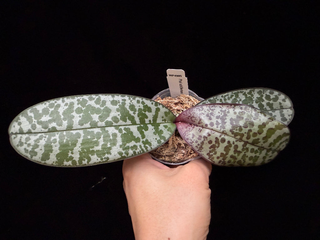 Phalaenopsis schilleriana 'Pink Butterfly' AM/AOS