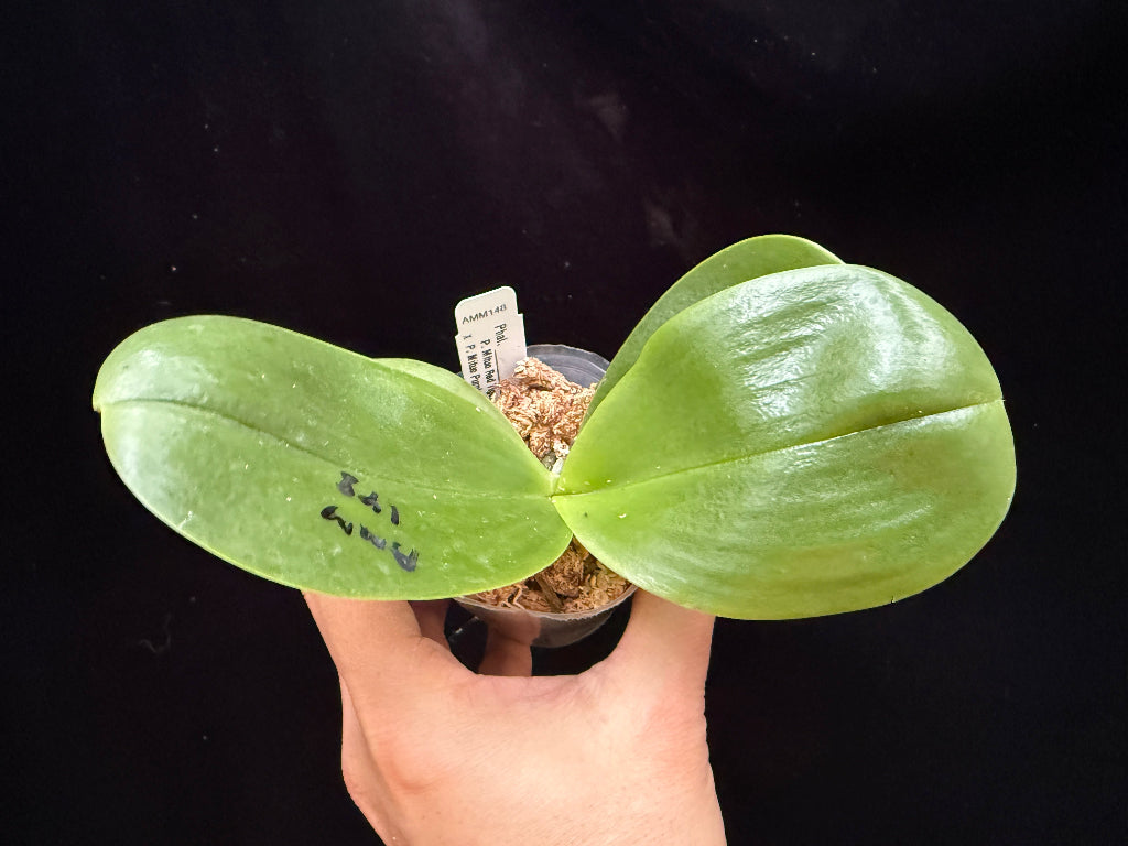 Phalaenopsis (Mituo Red Tiger x Mituo Purple Dragon) - seed grown