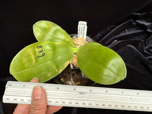 Phalaenopsis Mituo Purple Dragon 'Diamond Dust'