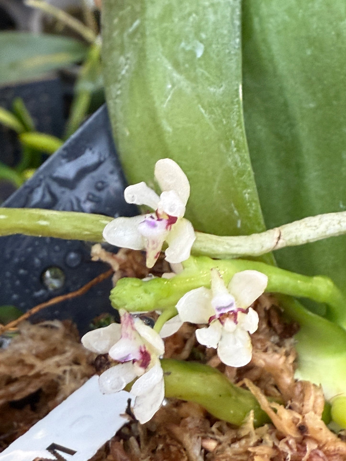 Tuberolabium kotoense - fragrant