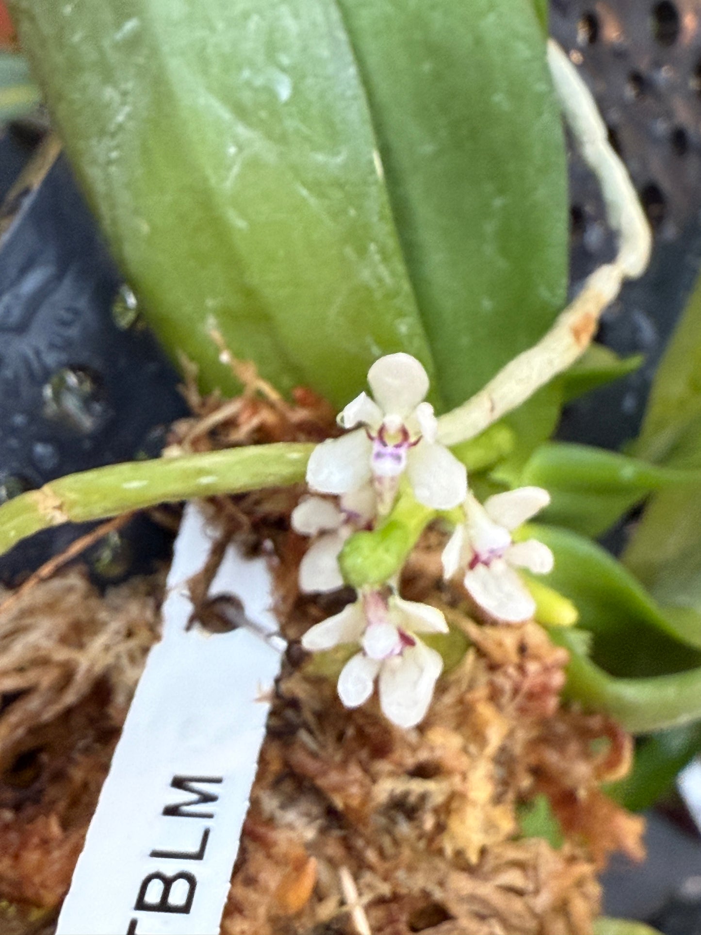 Tuberolabium kotoense - fragrant