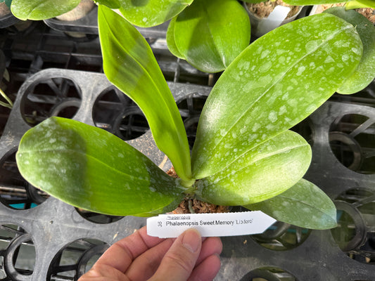 Phalaenopsis Sweet Memory (syn. Phal. Liodoro)
