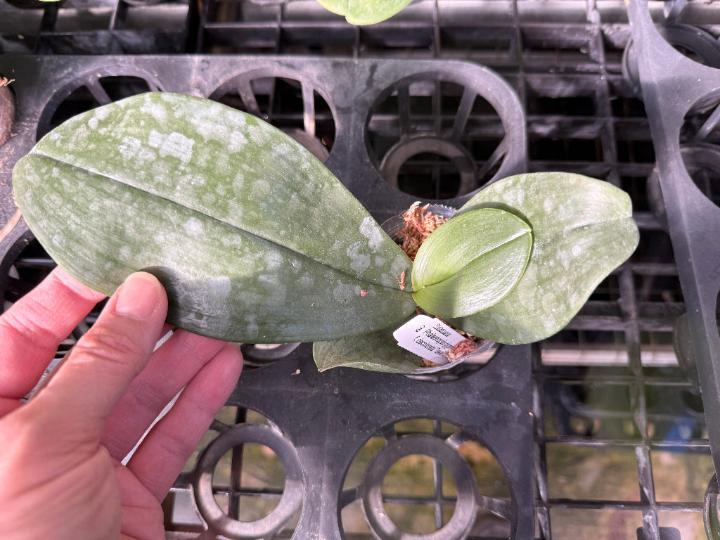 Phalaenopsis gigantea var. alba 'Ta Wei' CBR/TOGA x self