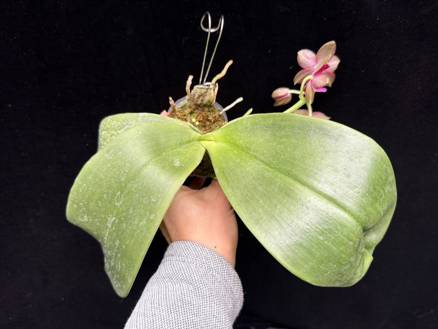 Phalaenopsis Mituo Gigan Fantasy 250214 Flowering 3 spikes