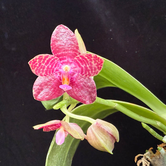 Phalaenopsis Mituo Gigan Fantasy 250214 Flowering 3 spikes