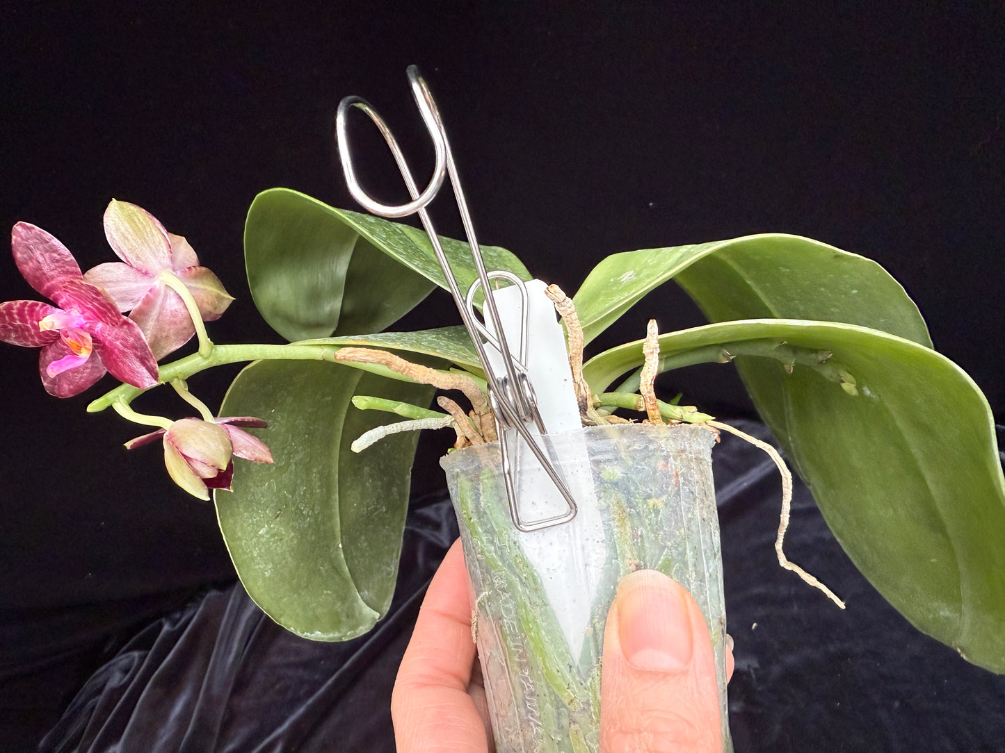 Phalaenopsis Mituo Gigan Fantasy 250214 Flowering 3 spikes