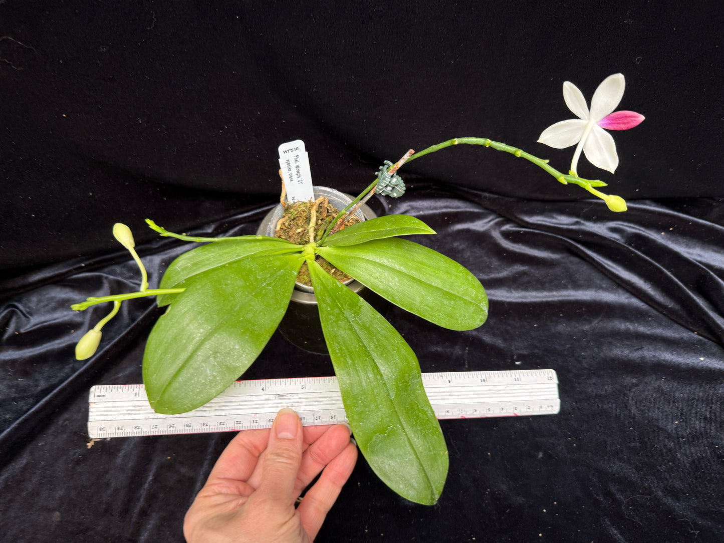 Phalaenopsis tetraspis 'C1' 250214 Flowering 3 spikes