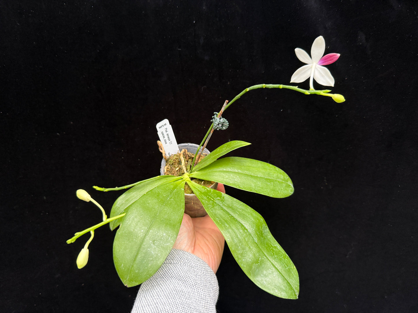 Phalaenopsis tetraspis 'C1' 250214 Flowering 3 spikes