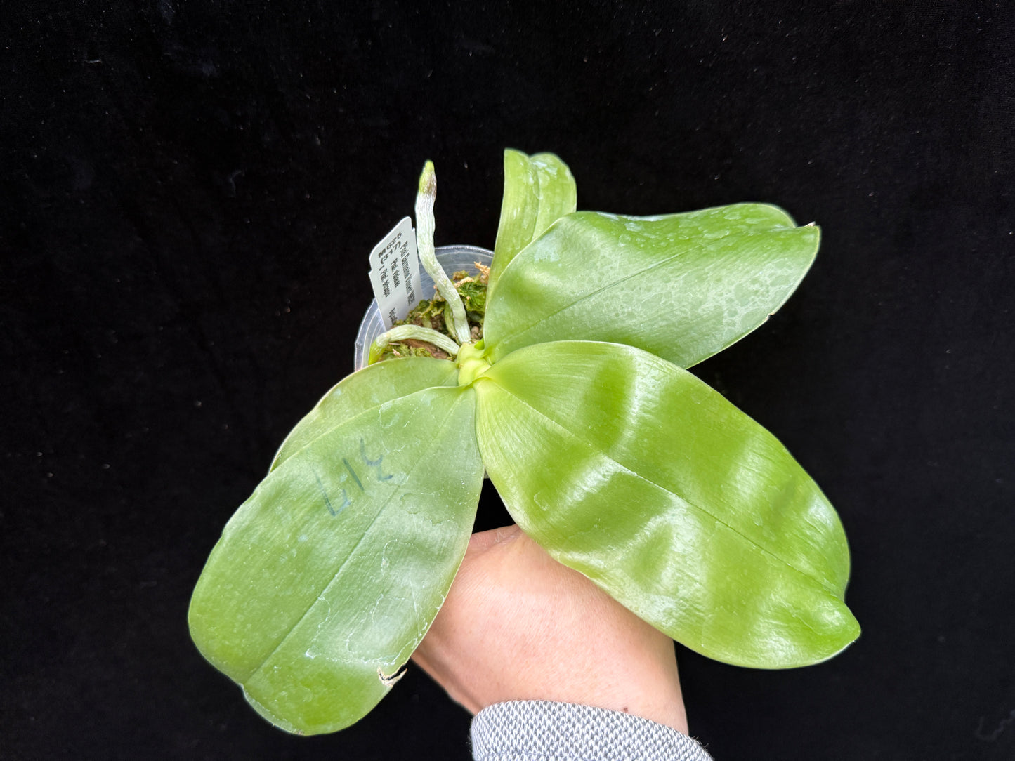 Phalaenopsis Germaine Vincent 'M625' Spiking