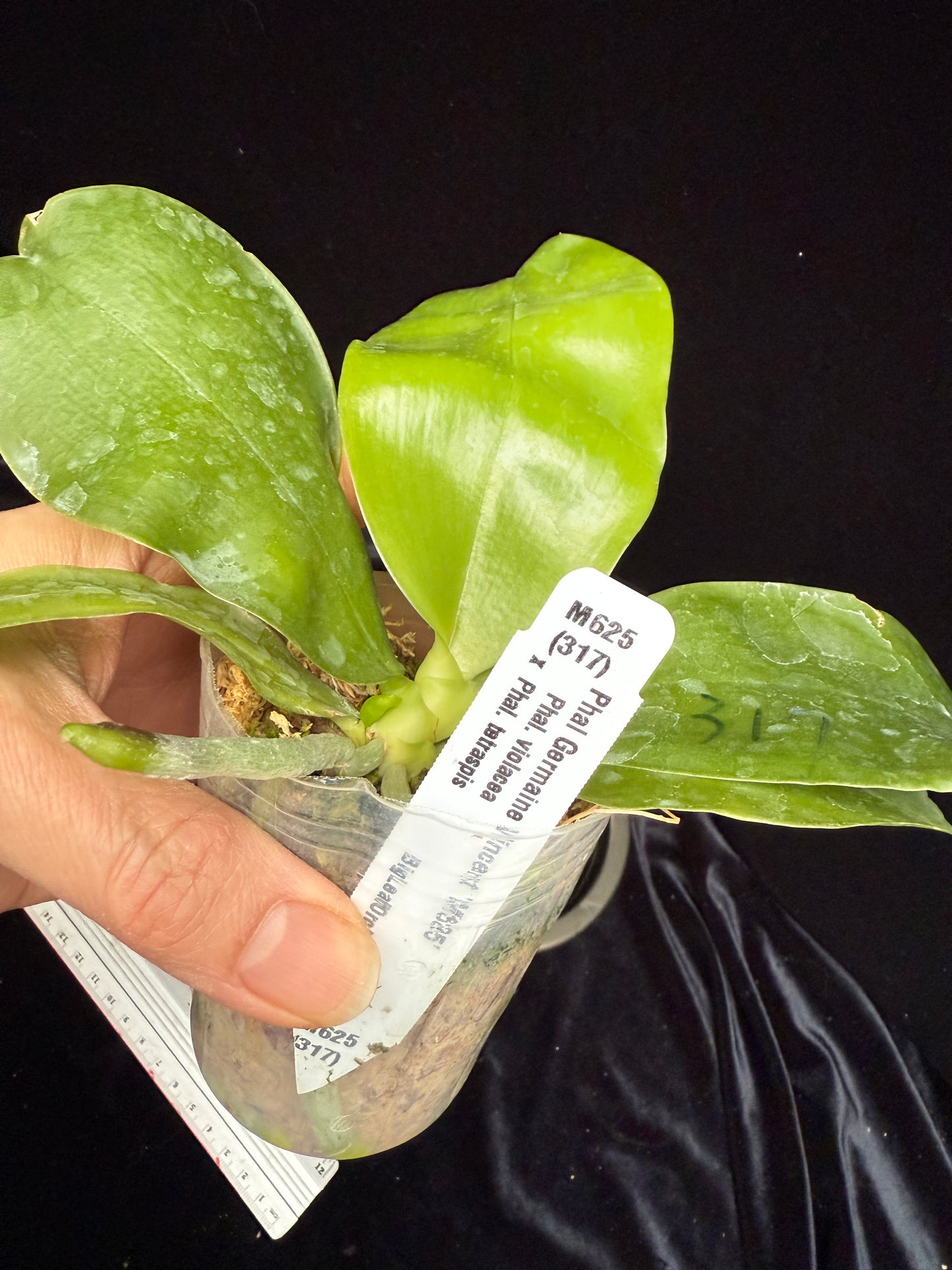 Phalaenopsis Germaine Vincent 'M625' Spiking