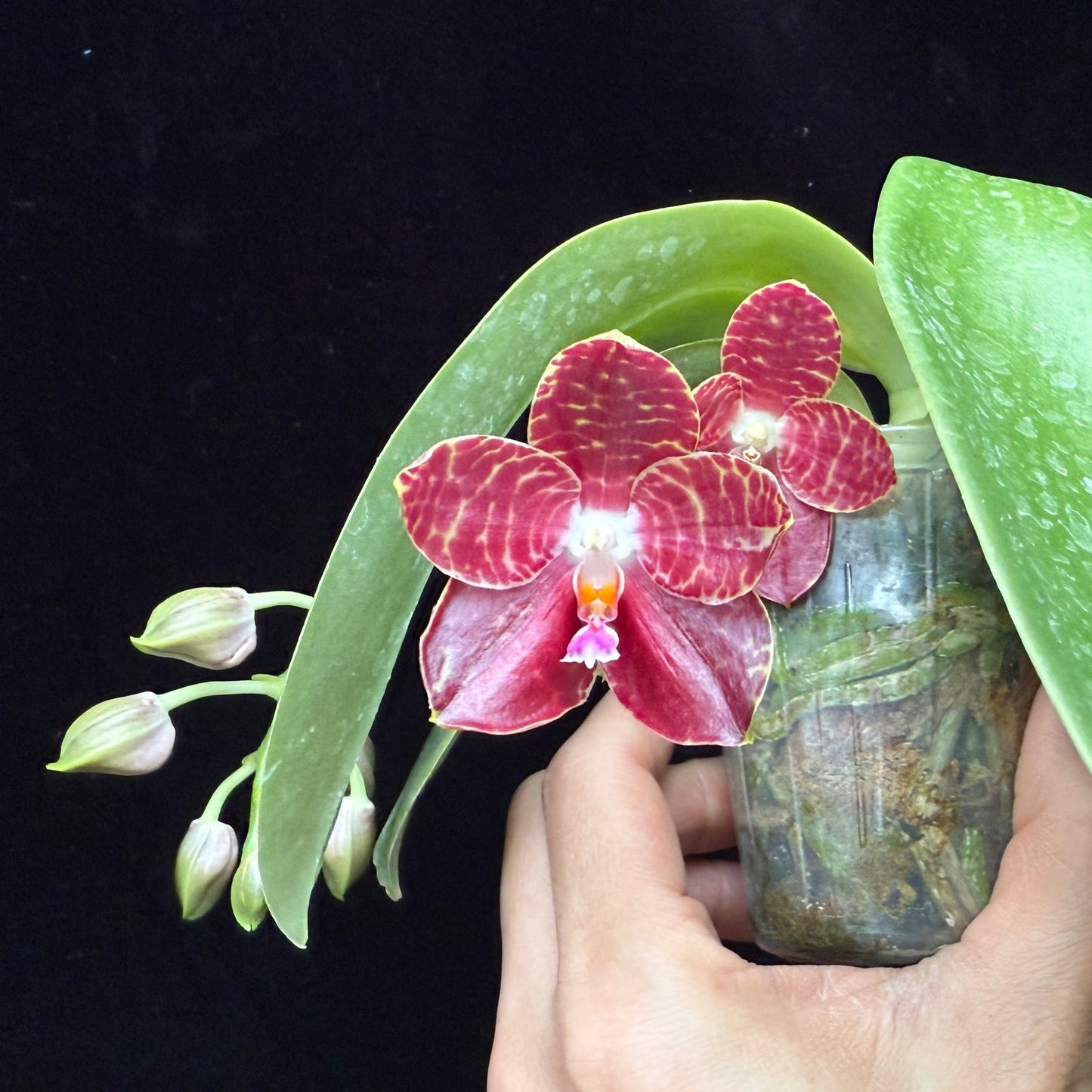 Phalaenopsis Yaphon Giganboy 'Peter' 250214 Flowering 2 spikes